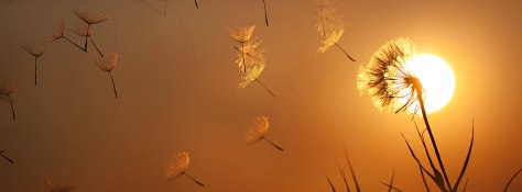 blowinthewindtimelineweb