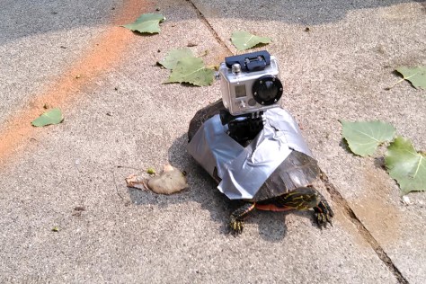 GoProTurtlecr