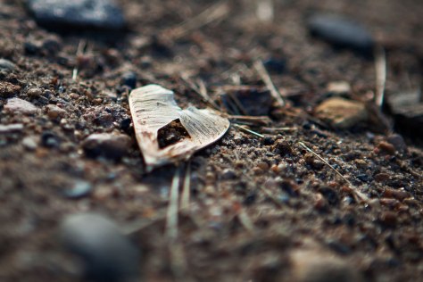 heart-9692kp50dmv50crweb