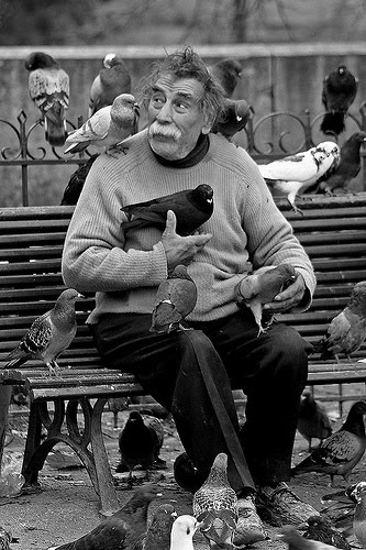 pigeon man