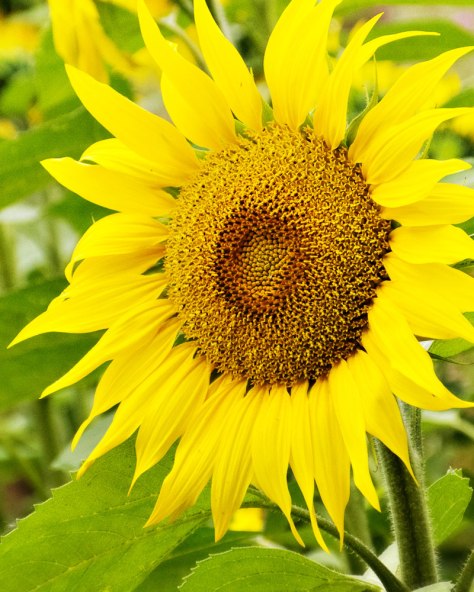 2014Camino-1070515webcr